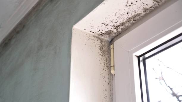 Best Real Estate Mold Inspection  in Columbia, CA