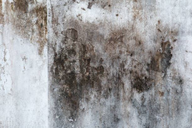 Best Black Mold Removal  in Columbia, CA