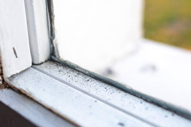 Best Emergency Mold Remediation  in Columbia, CA