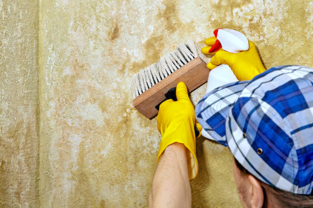 Best Mold Documentation for Insurance Claims  in Columbia, CA