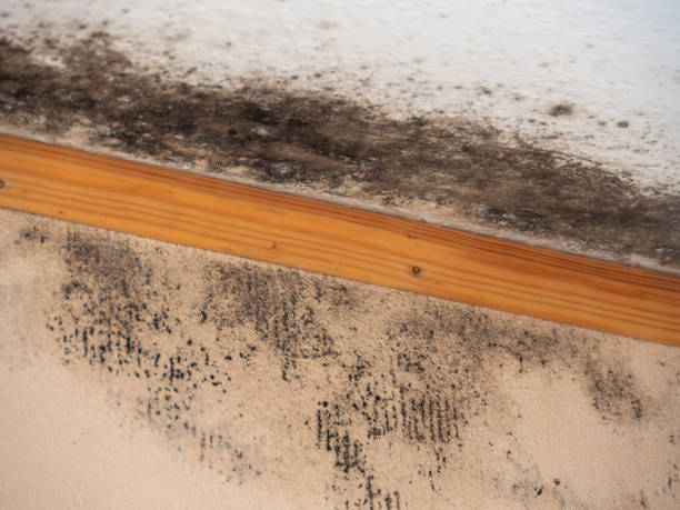 Columbia, CA Mold Removal Company