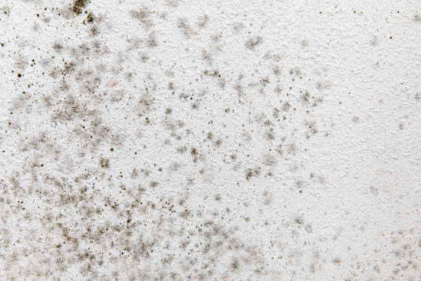 Best Mold Remediation for Healthcare Facilities  in Columbia, CA