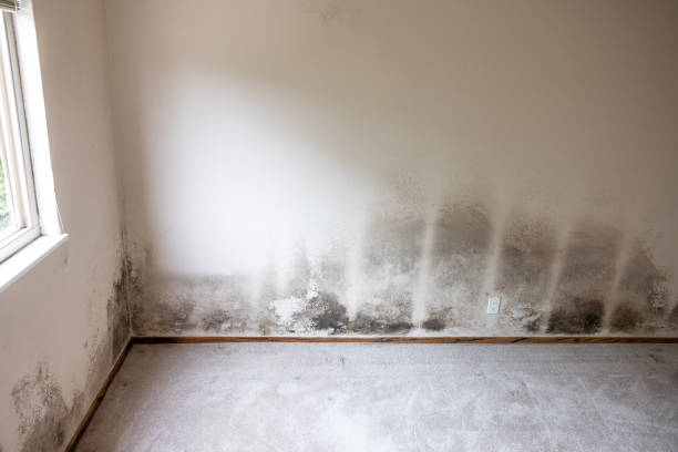 Best HVAC Mold Inspection and Cleaning  in Columbia, CA
